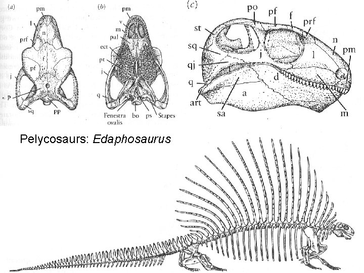 Pelycosaurs: Edaphosaurus 