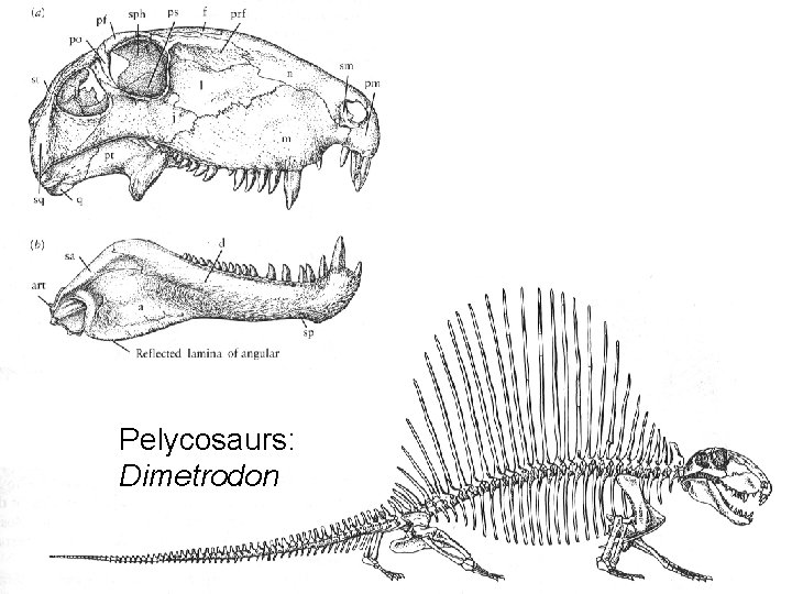 Pelycosaurs: Dimetrodon 