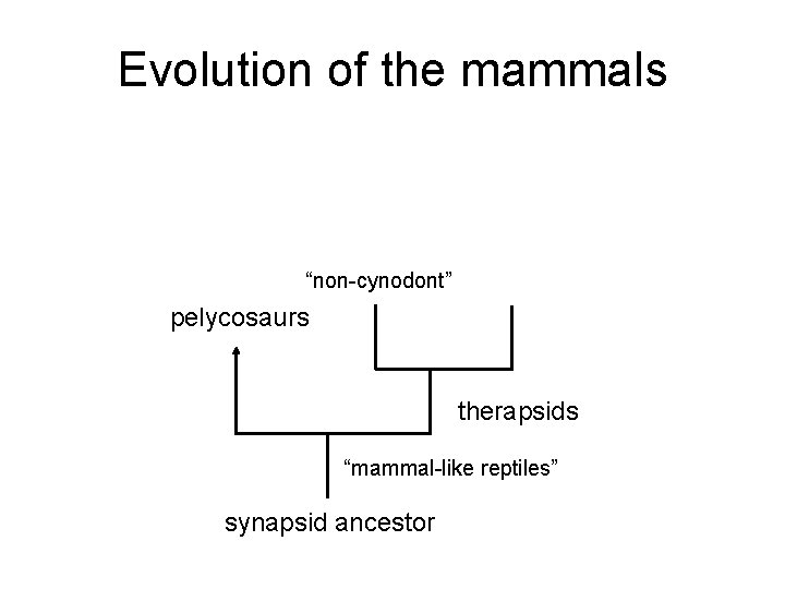 Evolution of the mammals “non-cynodont” pelycosaurs therapsids “mammal-like reptiles” synapsid ancestor 