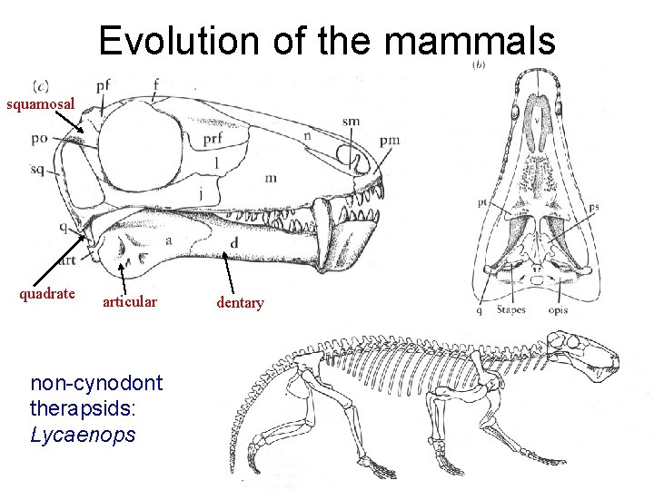 Evolution of the mammals squamosal quadrate articular non-cynodont therapsids: Lycaenops dentary 