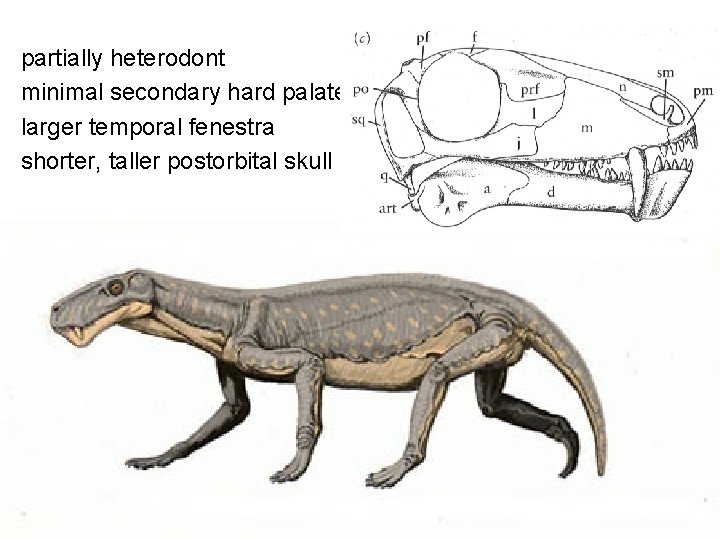 partially heterodont minimal secondary hard palate larger temporal fenestra shorter, taller postorbital skull 