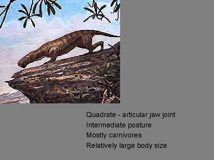 Quadrate - articular jaw joint Intermediate posture Mostly carnivores Relatively large body size 