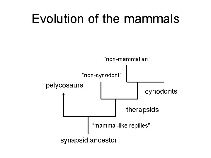 Evolution of the mammals “non-mammalian” “non-cynodont” pelycosaurs cynodonts therapsids “mammal-like reptiles” synapsid ancestor 
