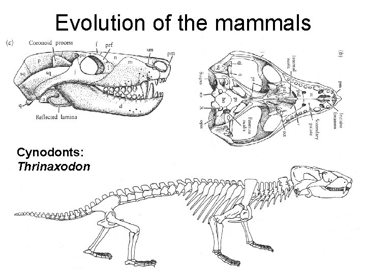 Evolution of the mammals Cynodonts: Thrinaxodon 