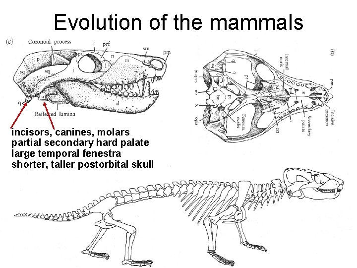 Evolution of the mammals incisors, canines, molars partial secondary hard palate large temporal fenestra