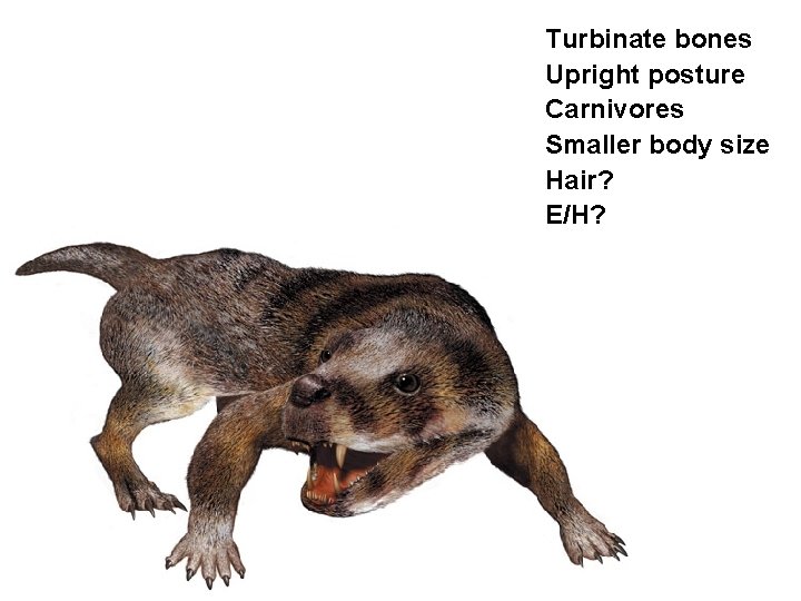 Turbinate bones Upright posture Carnivores Smaller body size Hair? E/H? 