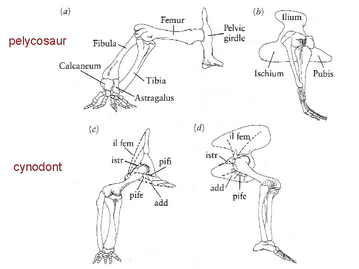 pelycosaur cynodont 
