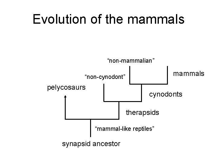 Evolution of the mammals “non-mammalian” mammals “non-cynodont” pelycosaurs cynodonts therapsids “mammal-like reptiles” synapsid ancestor