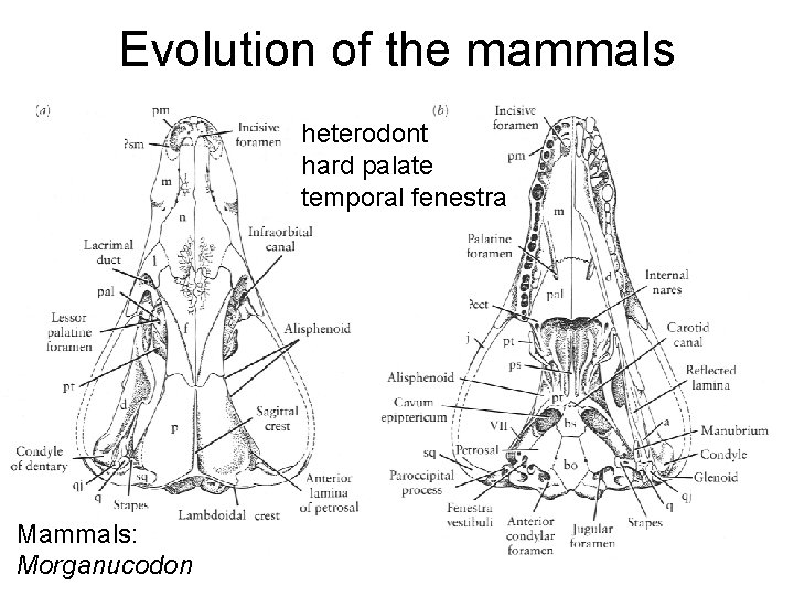 Evolution of the mammals heterodont hard palate temporal fenestra Mammals: Morganucodon 