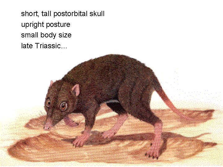 short, tall postorbital skull upright posture small body size late Triassic… 