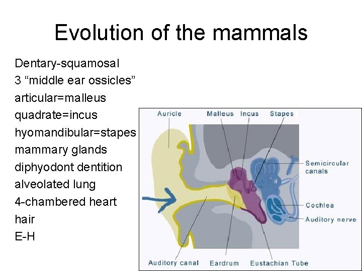Evolution of the mammals Dentary-squamosal 3 “middle ear ossicles” articular=malleus quadrate=incus hyomandibular=stapes mammary glands