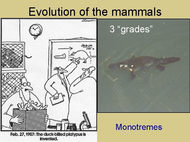 Evolution of the mammals 3 “grades” Monotremes 