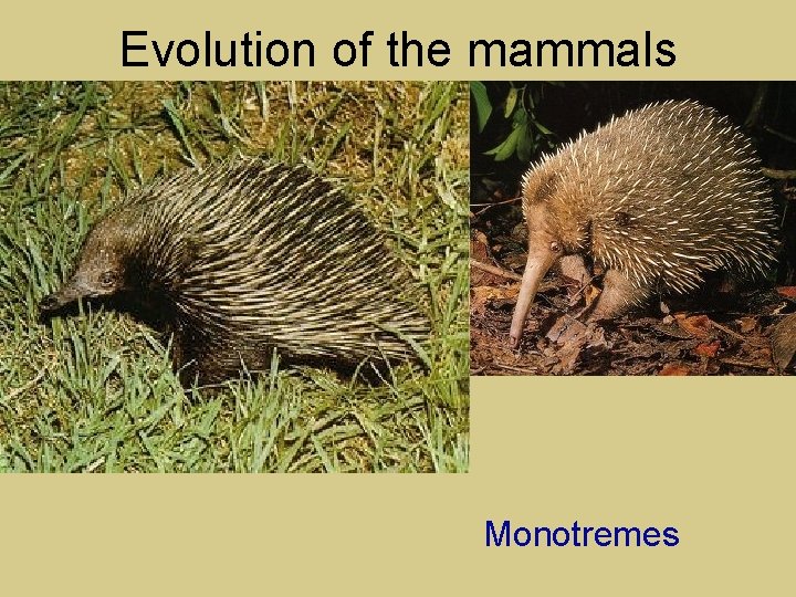 Evolution of the mammals Monotremes 