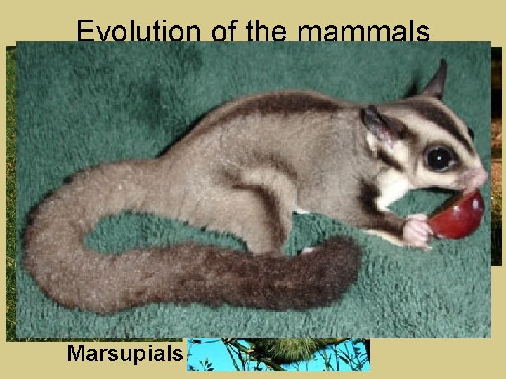 Evolution of the mammals Marsupials 