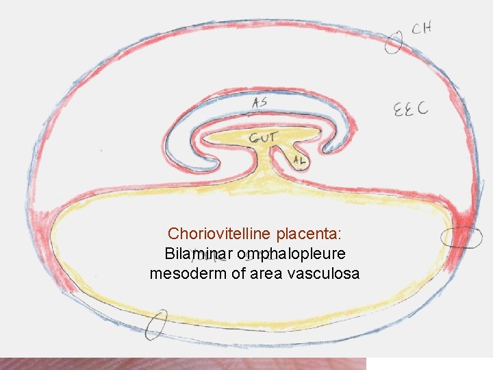 Choriovitelline placenta: Bilaminar omphalopleure mesoderm of area vasculosa 