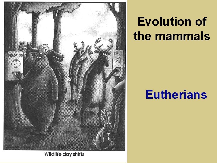 Evolution of the mammals Eutherians 