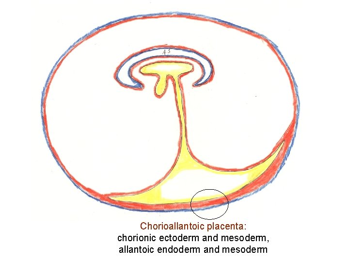 Chorioallantoic placenta: chorionic ectoderm and mesoderm, allantoic endoderm and mesoderm 