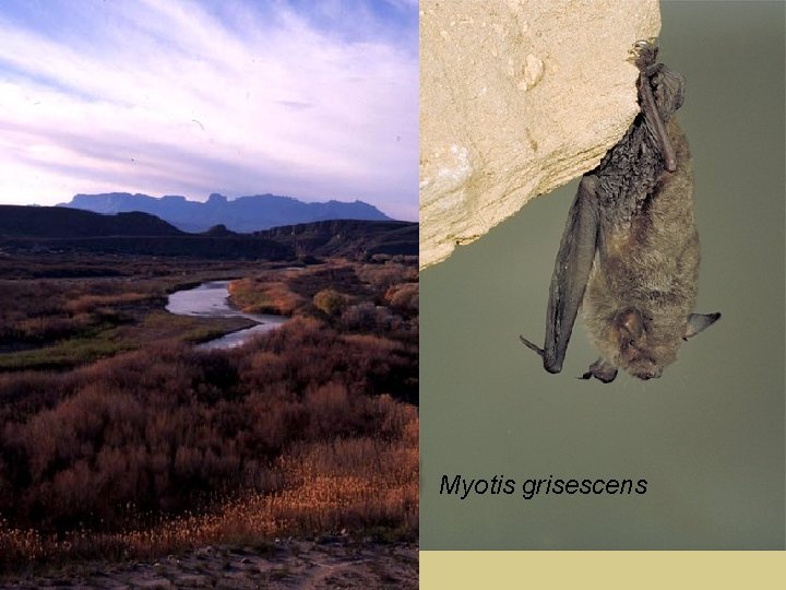 Mammals Myotis grisescens 