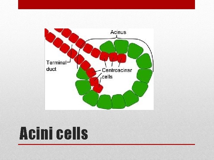 Acini cells 