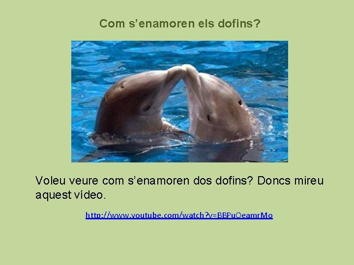 Com s’enamoren els dofins? Voleu veure com s’enamoren dos dofins? Doncs mireu aquest vídeo.