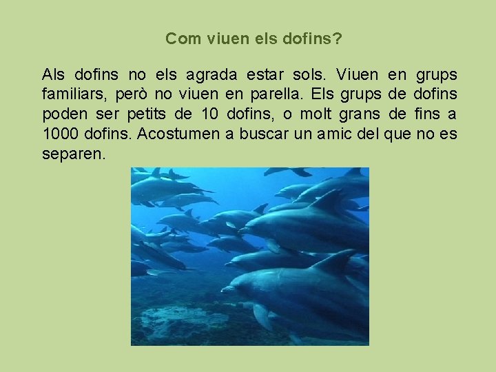 Com viuen els dofins? Als dofins no els agrada estar sols. Viuen en grups