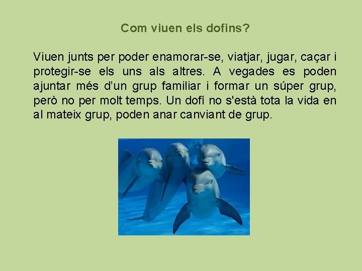 Com viuen els dofins? Viuen junts per poder enamorar-se, viatjar, jugar, caçar i protegir-se