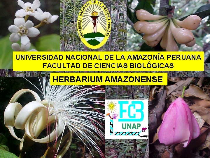 UNIVERSIDAD NACIONAL DE LA AMAZONÍA PERUANA FACULTAD DE CIENCIAS BIOLÓGICAS HERBARIUM AMAZONENSE 