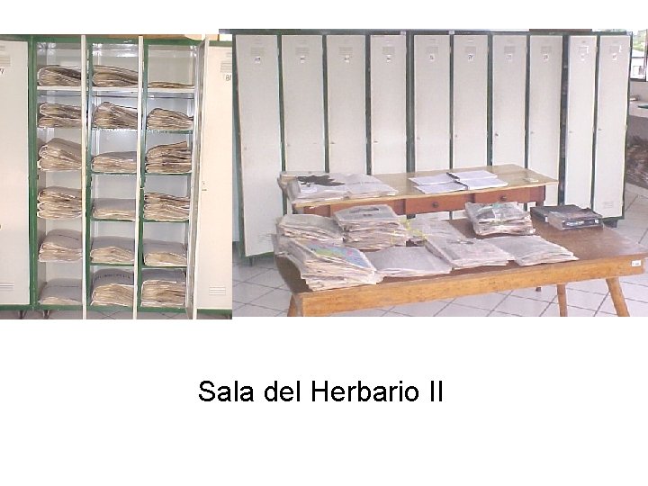 Sala del Herbario II 