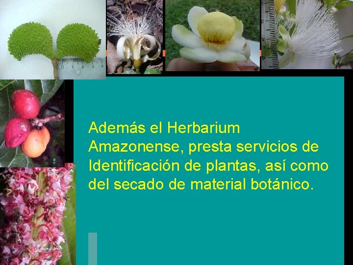 Además el Herbarium Amazonense, presta servicios de Identificación de plantas, así como del secado