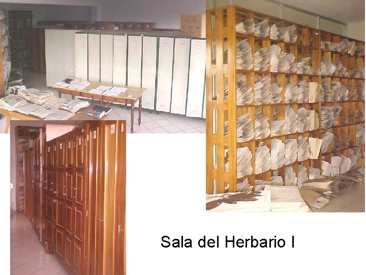 Sala del Herbario I 