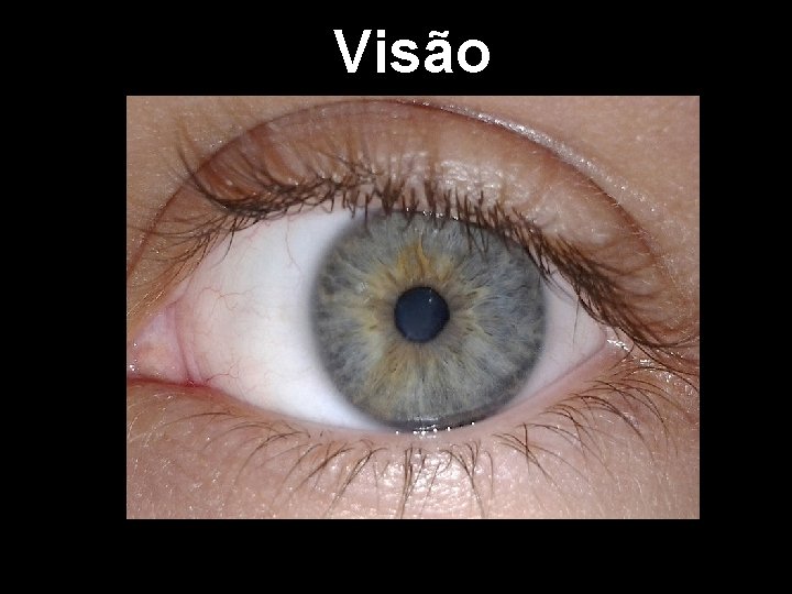 Visão 