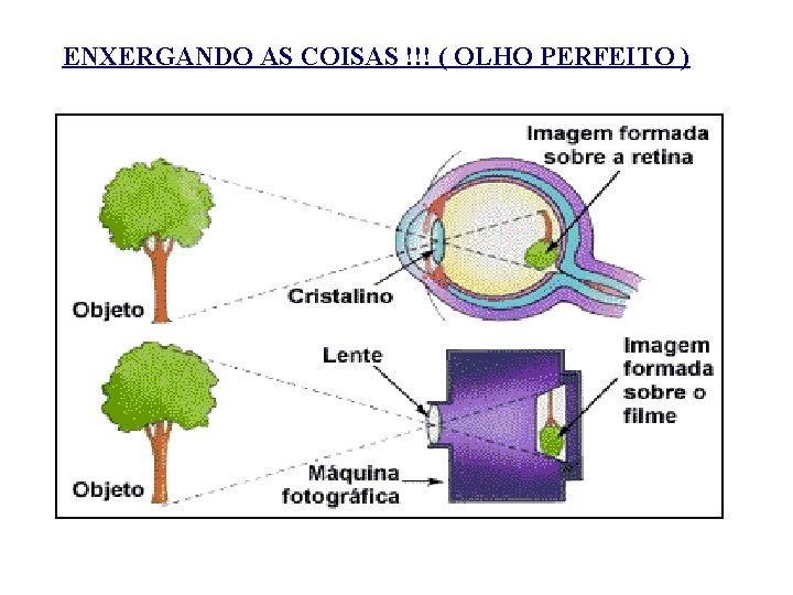 ENXERGANDO AS COISAS !!! ( OLHO PERFEITO ) 