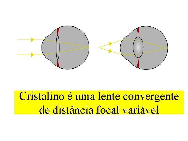 Cristalino é uma lente convergente de distância focal variável 