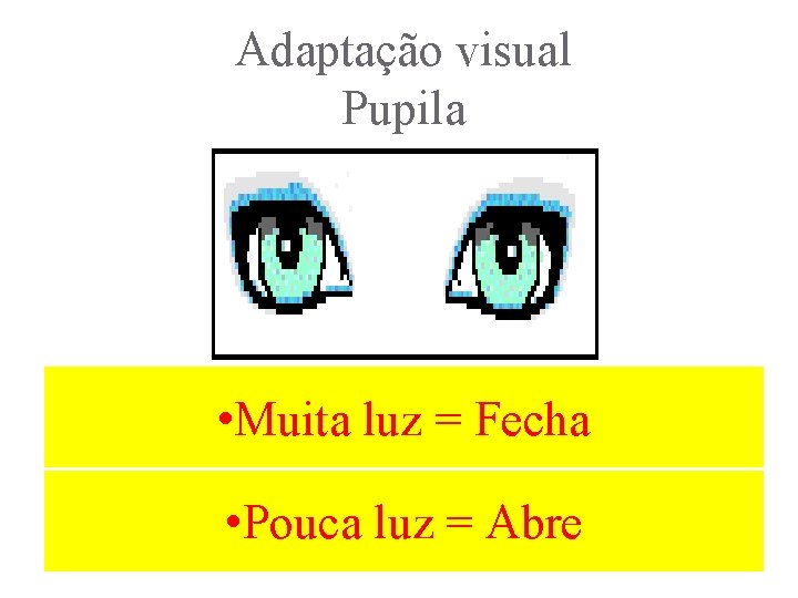 Adaptação visual Pupila • Muita luz = Fecha • Pouca luz = Abre 