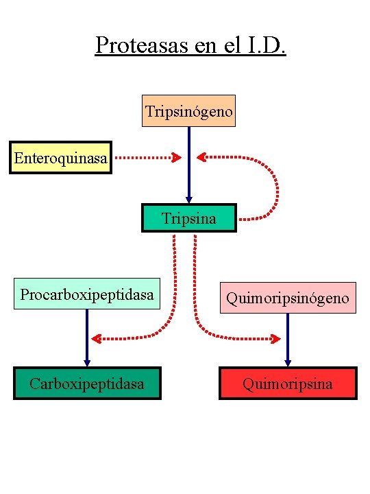 Proteasas en el I. D. Tripsinógeno Enteroquinasa Tripsina Procarboxipeptidasa Quimoripsinógeno Carboxipeptidasa Quimoripsina 