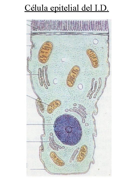 Célula epitelial del I. D. 