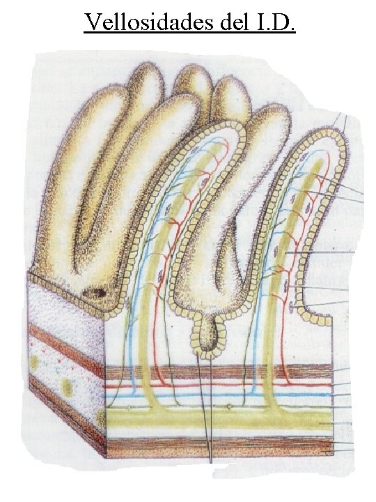 Vellosidades del I. D. 