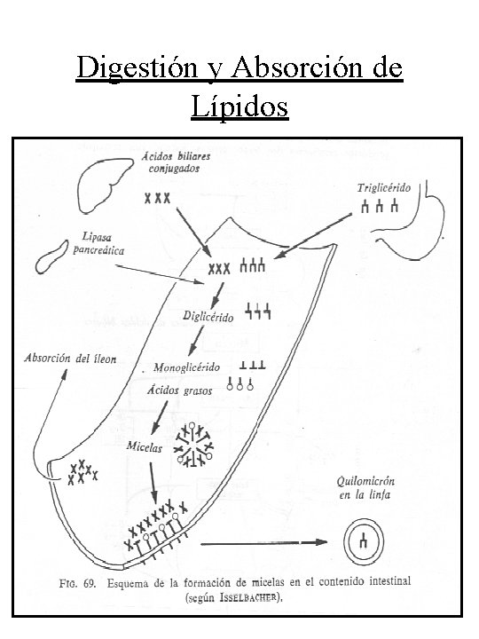 Digestión y Absorción de Lípidos 