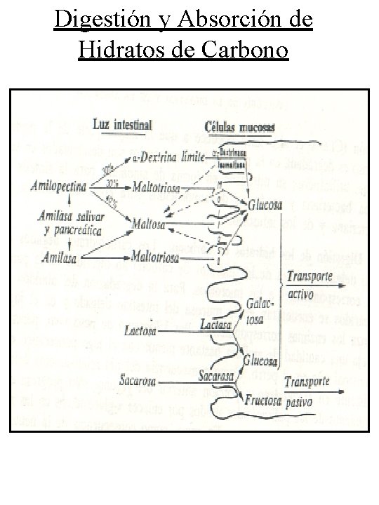 Digestión y Absorción de Hidratos de Carbono 