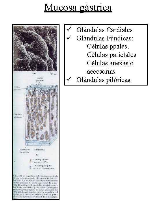 Mucosa gástrica ü Glándulas Cardiales ü Glándulas Fúndicas: Células ppales. Células parietales Células anexas