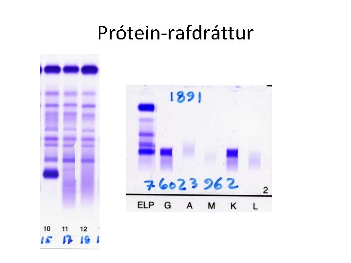 Prótein-rafdráttur 