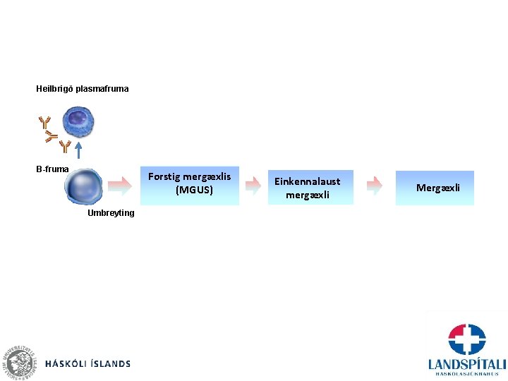 Heilbrigð plasmafruma B-fruma Forstig mergæxlis (MGUS) Umbreyting Einkennalaust mergæxli Mergæxli 