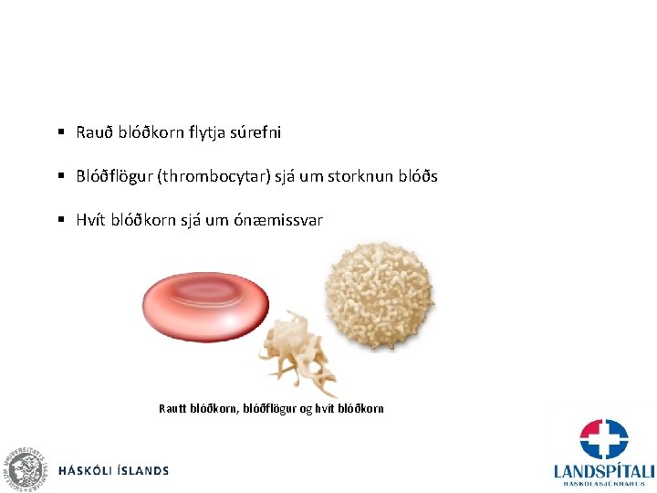 § Rauð blóðkorn flytja súrefni § Blóðflögur (thrombocytar) sjá um storknun blóðs § Hvít