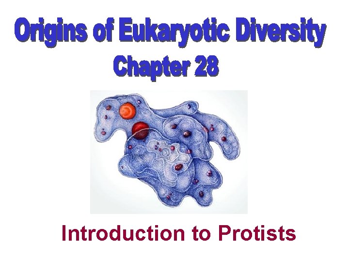 Introduction to Protists 