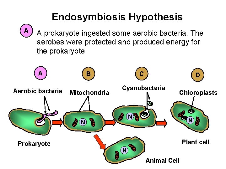 Endosymbiosis Hypothesis A A prokaryote ingested some aerobic bacteria. The aerobes were protected and