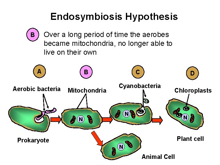 Endosymbiosis Hypothesis Over a long period of time the aerobes became mitochondria, no longer