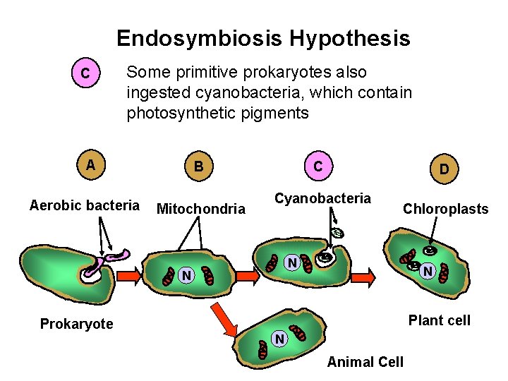 Endosymbiosis Hypothesis C Some primitive prokaryotes also ingested cyanobacteria, which contain photosynthetic pigments A