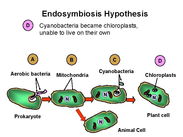 Endosymbiosis Hypothesis Cyanobacteria became chloroplasts, unable to live on their own D A Aerobic