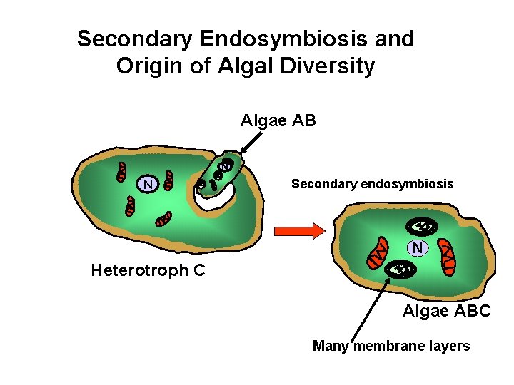 Secondary Endosymbiosis and Origin of Algal Diversity Algae AB N N Secondary endosymbiosis N