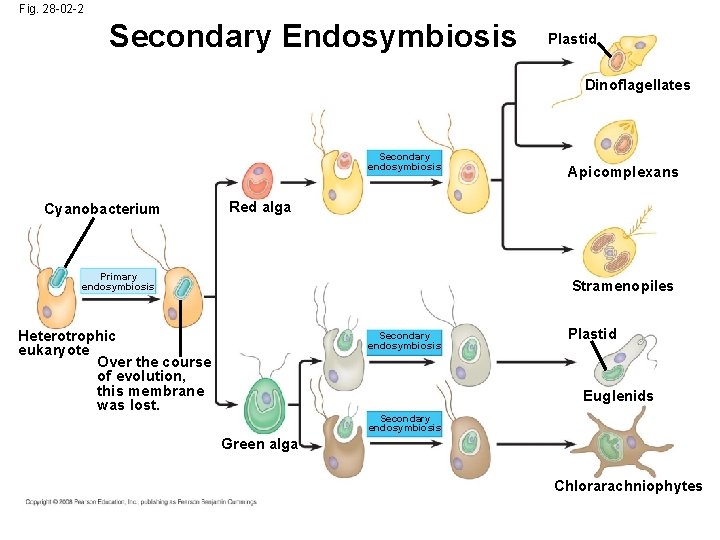 Fig. 28 -02 -2 Secondary Endosymbiosis Plastid Dinoflagellates Secondary endosymbiosis Cyanobacterium Apicomplexans Red alga